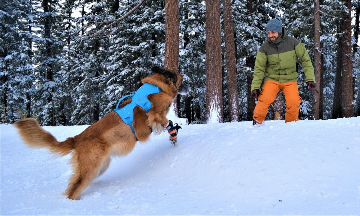 Arwen the Tripawd Snow Dog